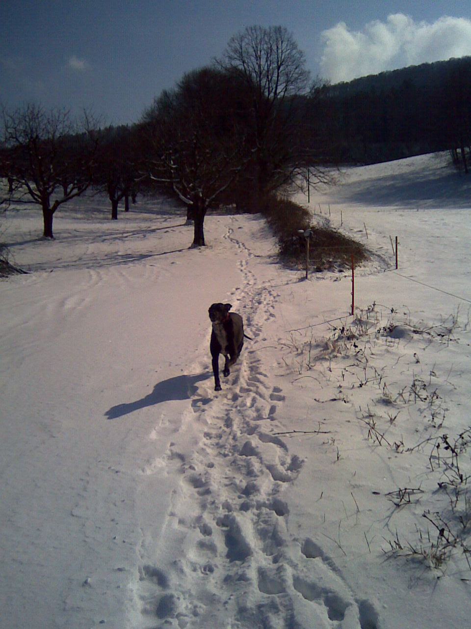 Mein Hund freut sich im Schnee - Aufstieg zum Metzerlenchrüz