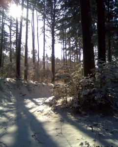Die Sonne scheint durch den verschneiten Wald
